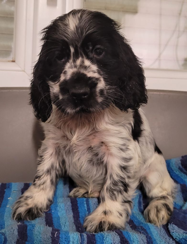 Des marais de courmont - Chiots disponibles - Cocker Spaniel Anglais