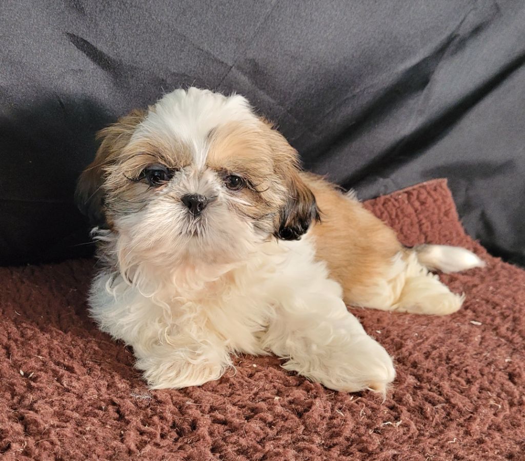 Des marais de courmont - Chiots disponibles - Shih Tzu