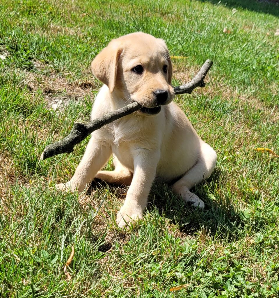 Des marais de courmont - Chiots disponibles - Labrador Retriever