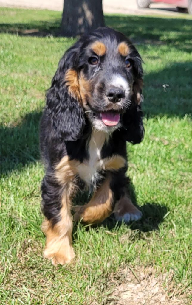 Des marais de courmont - Chiots disponibles - Cocker Spaniel Anglais