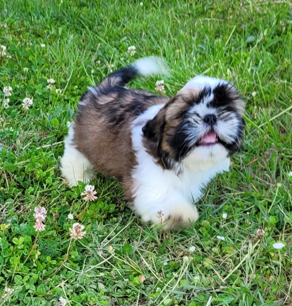 Des marais de courmont - Chiots disponibles - Shih Tzu