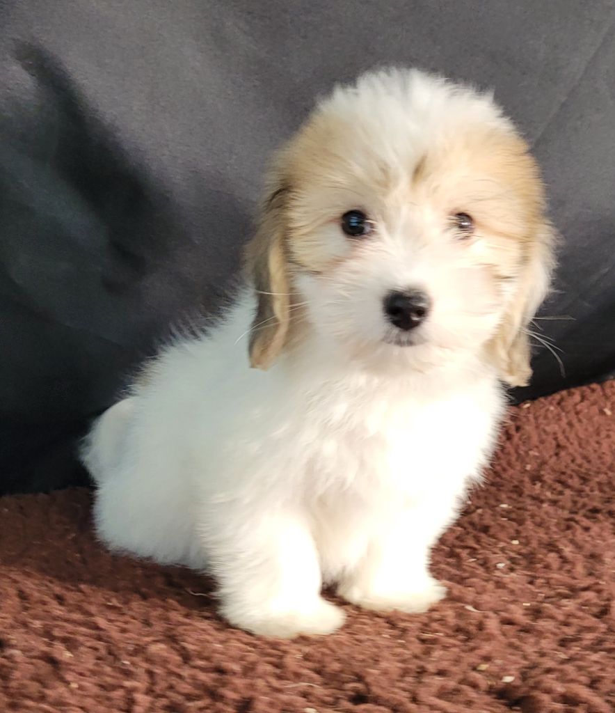 Des marais de courmont - Chiots disponibles - Coton de Tulear