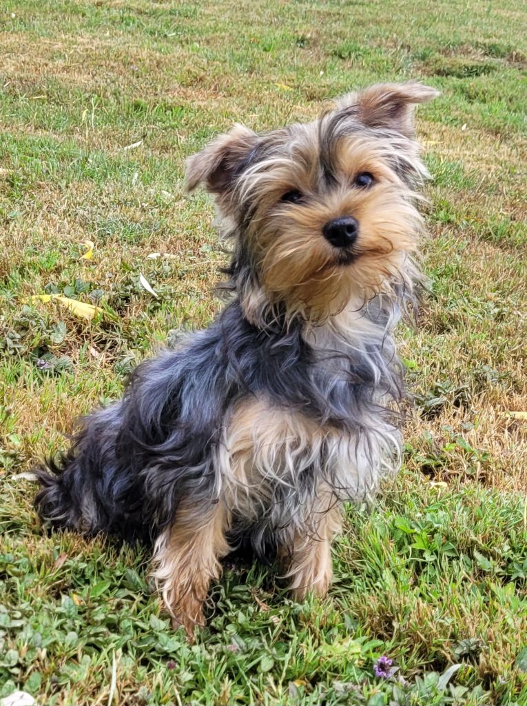 Des marais de courmont - Chiots disponibles - Yorkshire Terrier