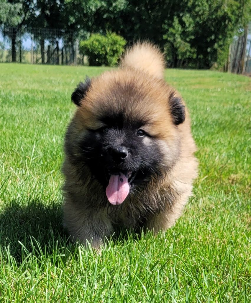 Des marais de courmont - Chiots disponibles - Eurasier