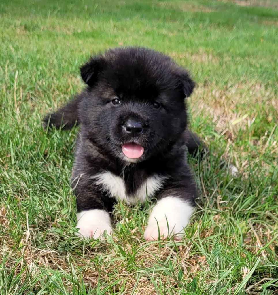 Des marais de courmont - Chiots disponibles - Akita americain