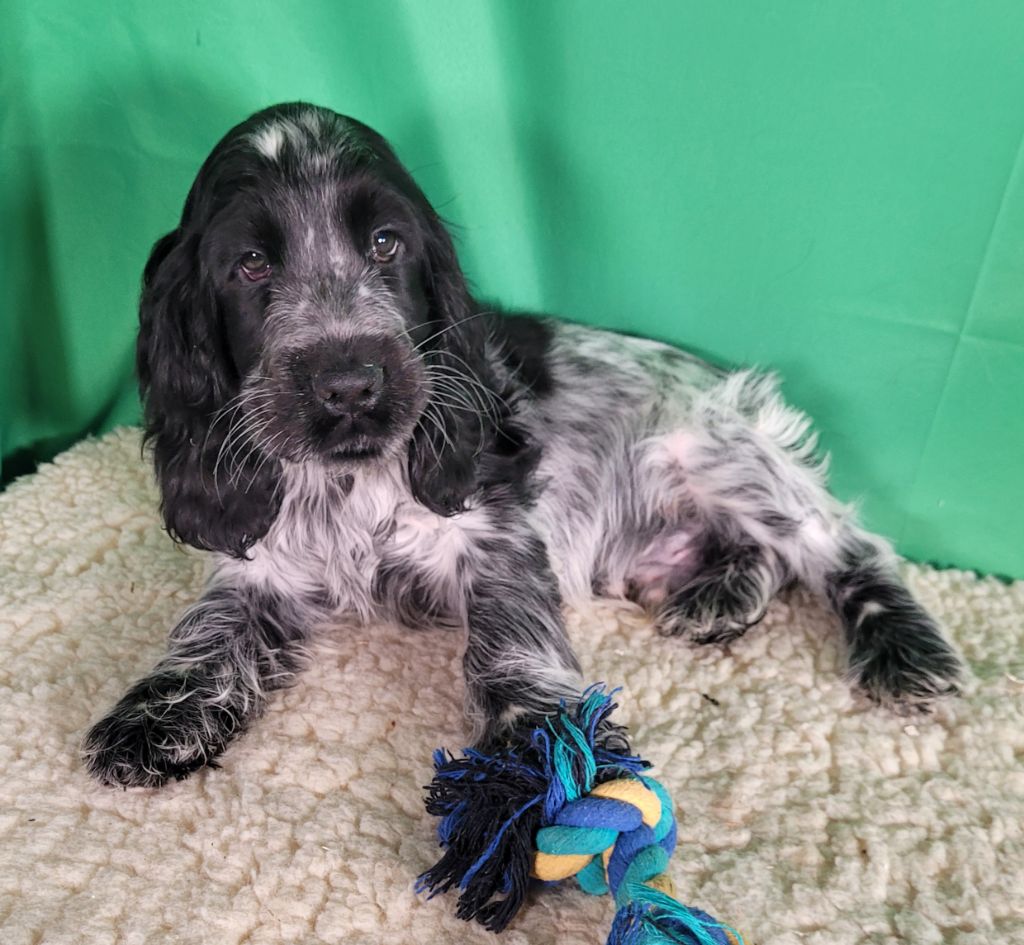 Des marais de courmont - Chiots disponibles - Cocker Spaniel Anglais