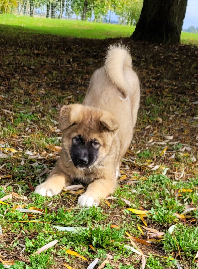 Des marais de courmont - Chiots disponibles - Akita americain