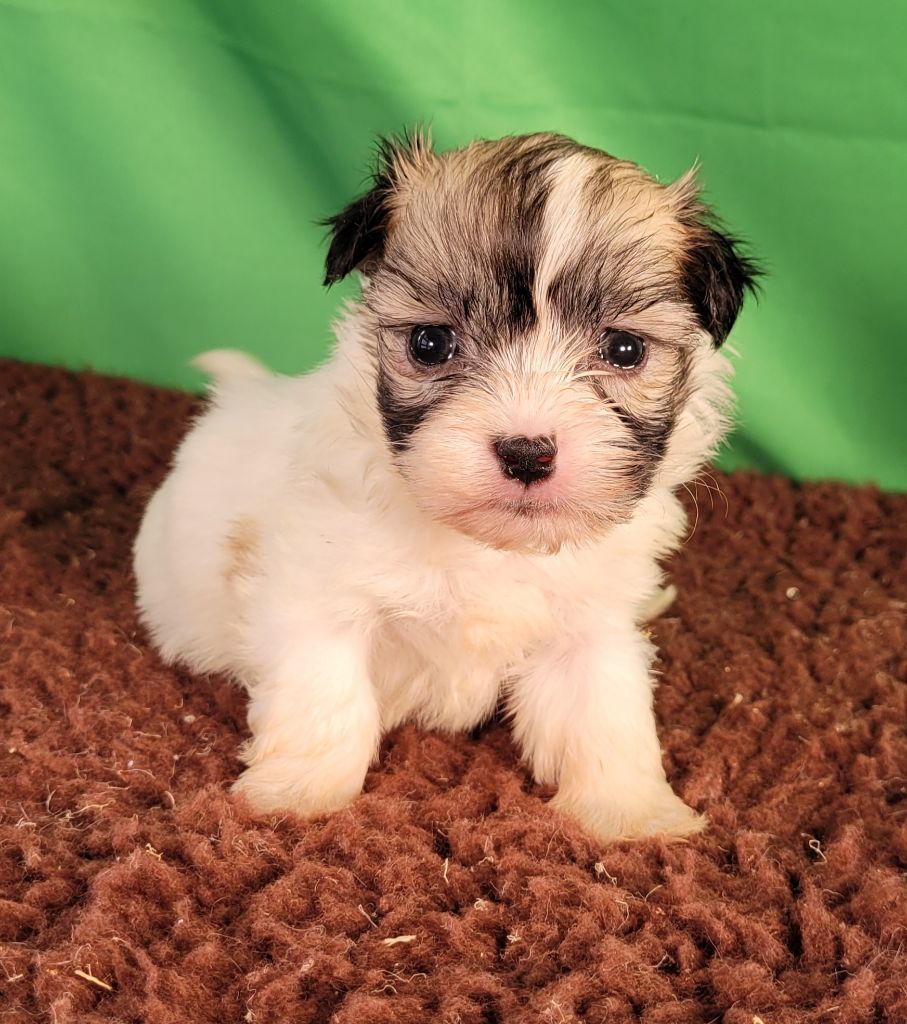Des marais de courmont - Chiots disponibles - Coton de Tulear