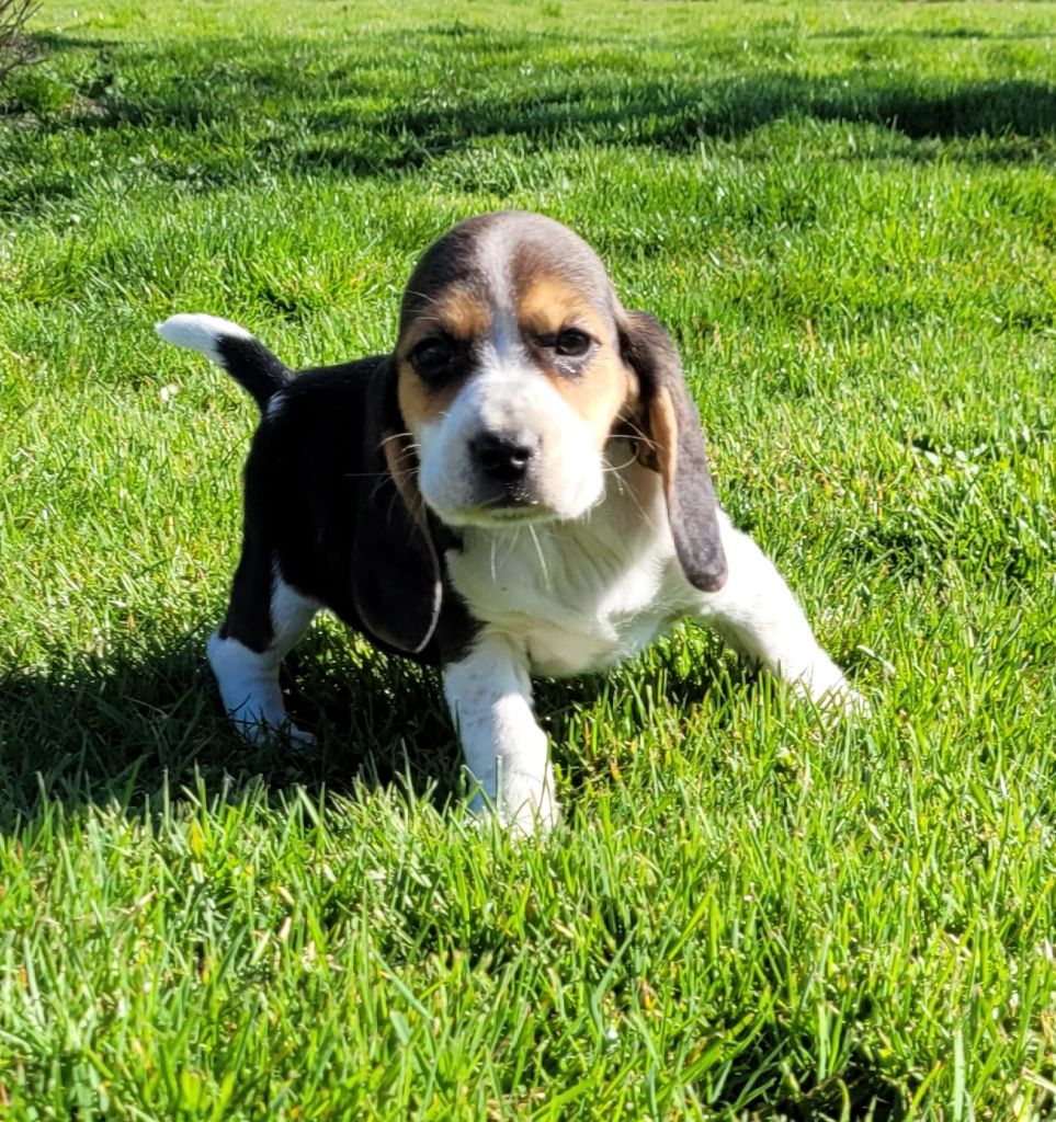 Des marais de courmont - Chiots disponibles - Beagle