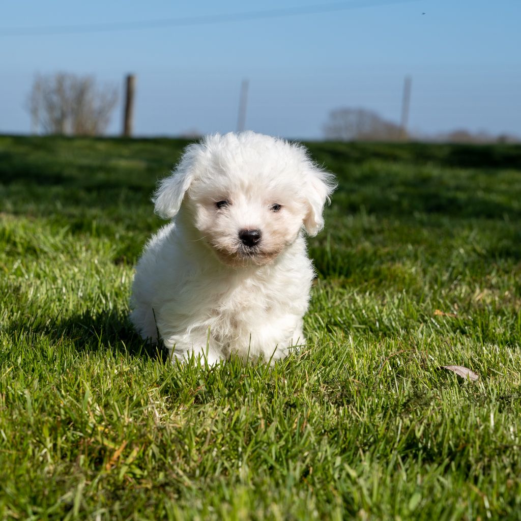 Des marais de courmont - Chiots disponibles - Bichon Frise