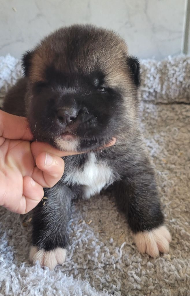 Des marais de courmont - Chiots disponibles - Akita americain