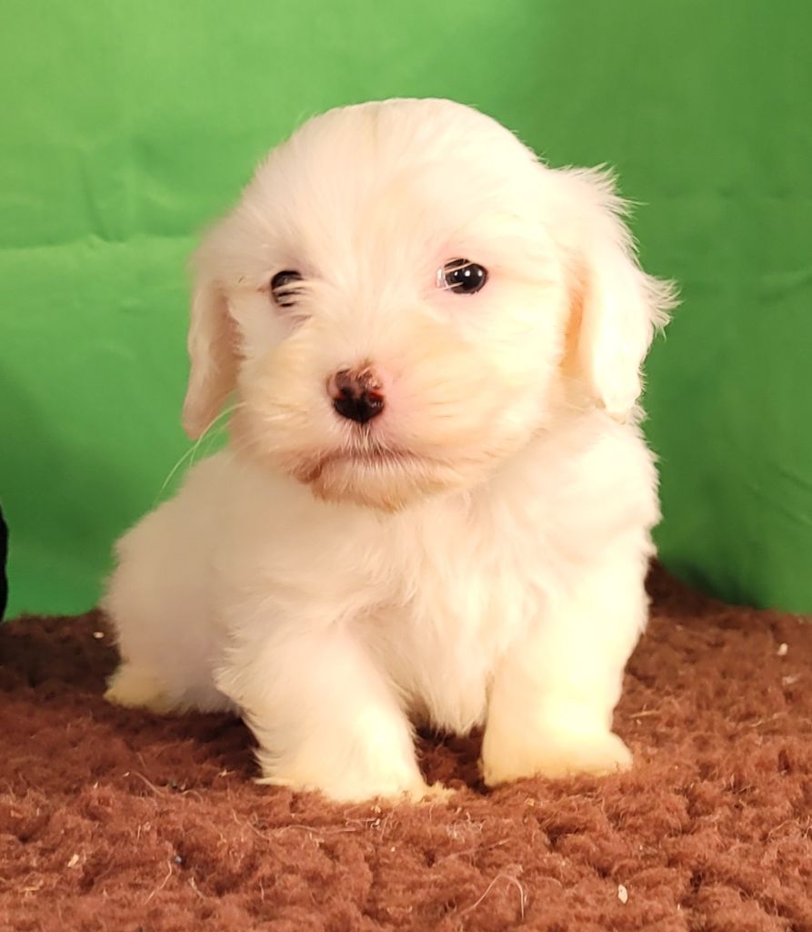 Des marais de courmont - Chiots disponibles - Coton de Tulear