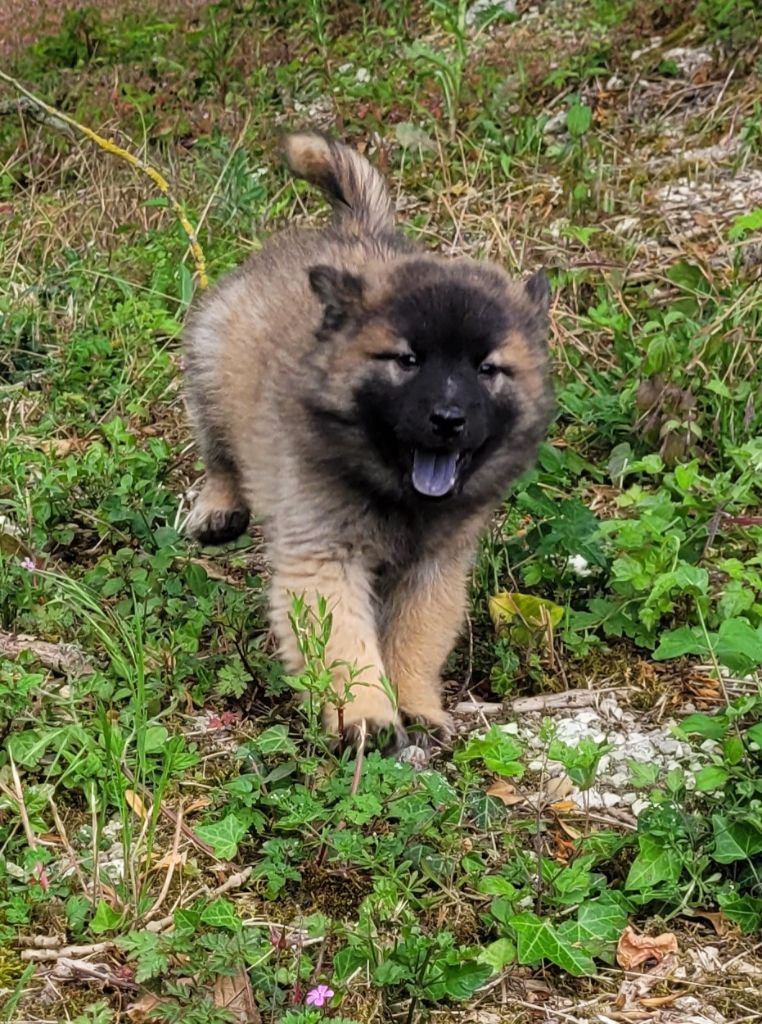 ARKA