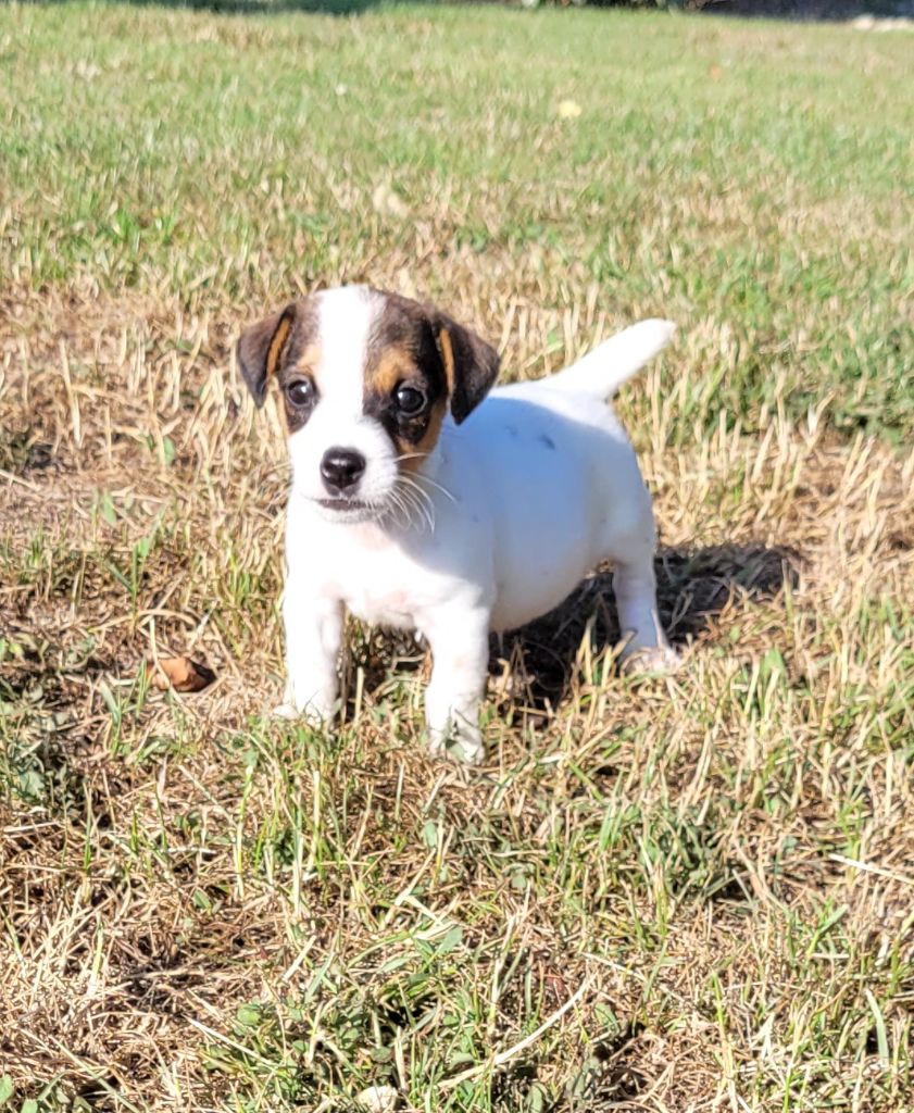 Des marais de courmont - Chiots disponibles - Jack Russell Terrier