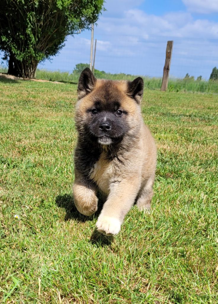 Des marais de courmont - Chiots disponibles - Akita americain