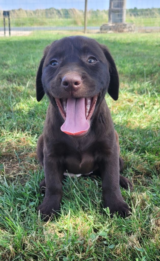 Des marais de courmont - Chiots disponibles - Labrador Retriever