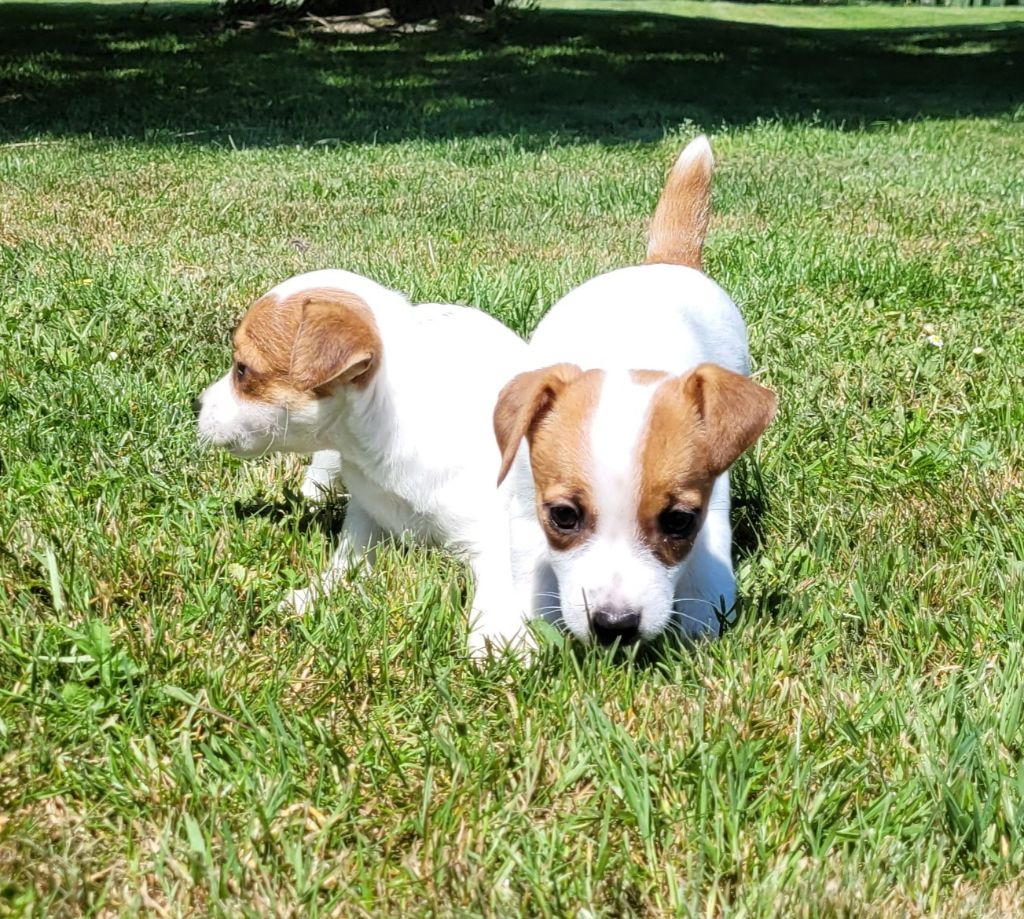 Des marais de courmont - Chiots disponibles - Jack Russell Terrier
