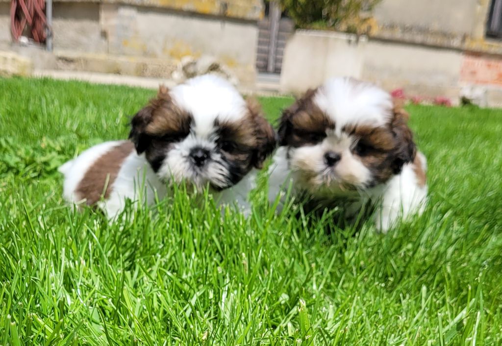 Chiot Shih Tzu Des marais de courmont