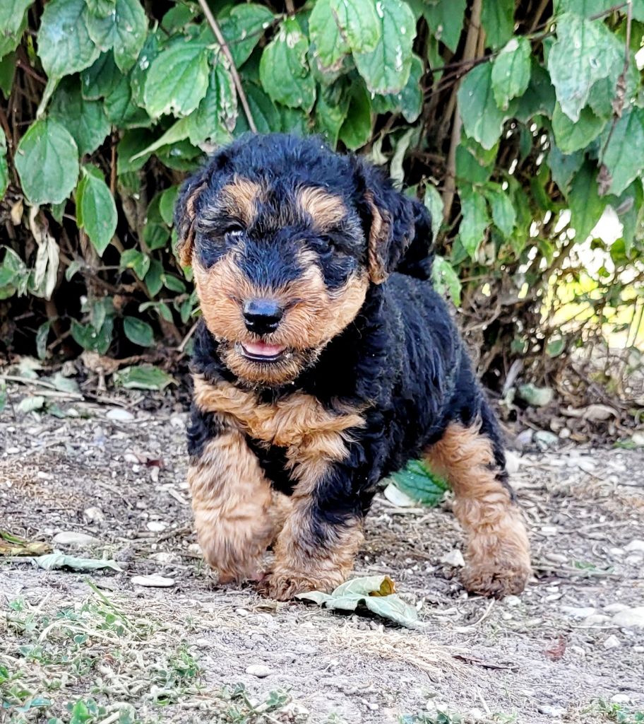 Des marais de courmont - Chiots disponibles - Welsh Terrier