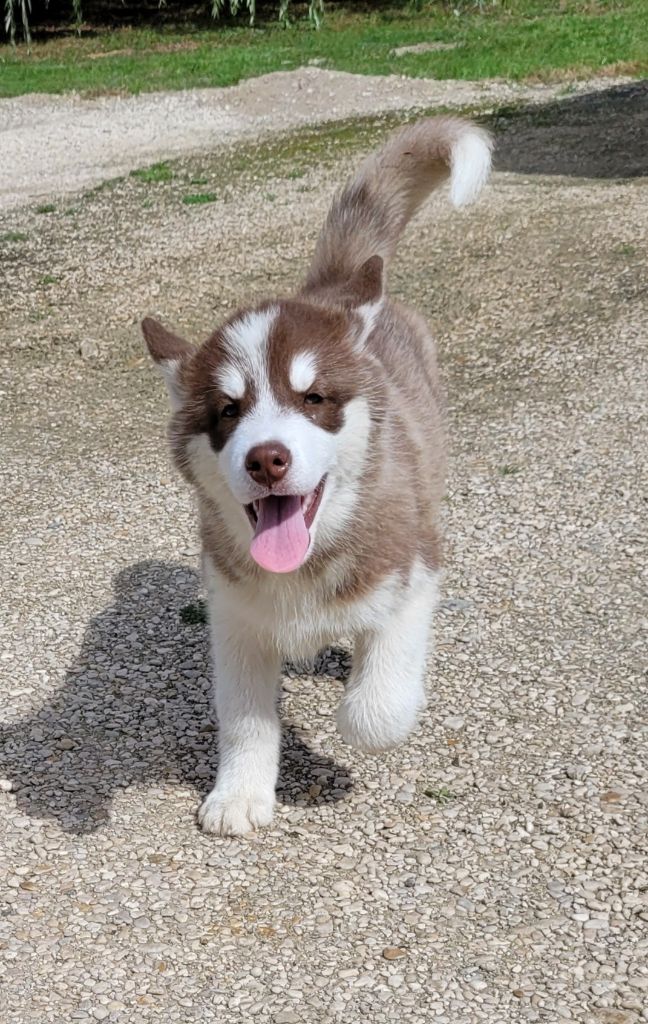 Des marais de courmont - Chiots disponibles - Alaskan Malamute