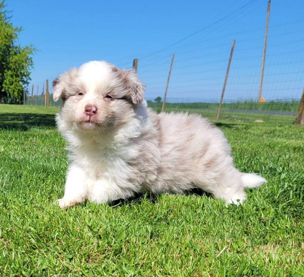 Des marais de courmont - Chiots disponibles - Border Collie
