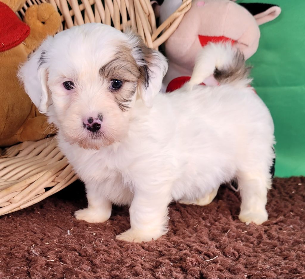 Des marais de courmont - Chiots disponibles - Coton de Tulear