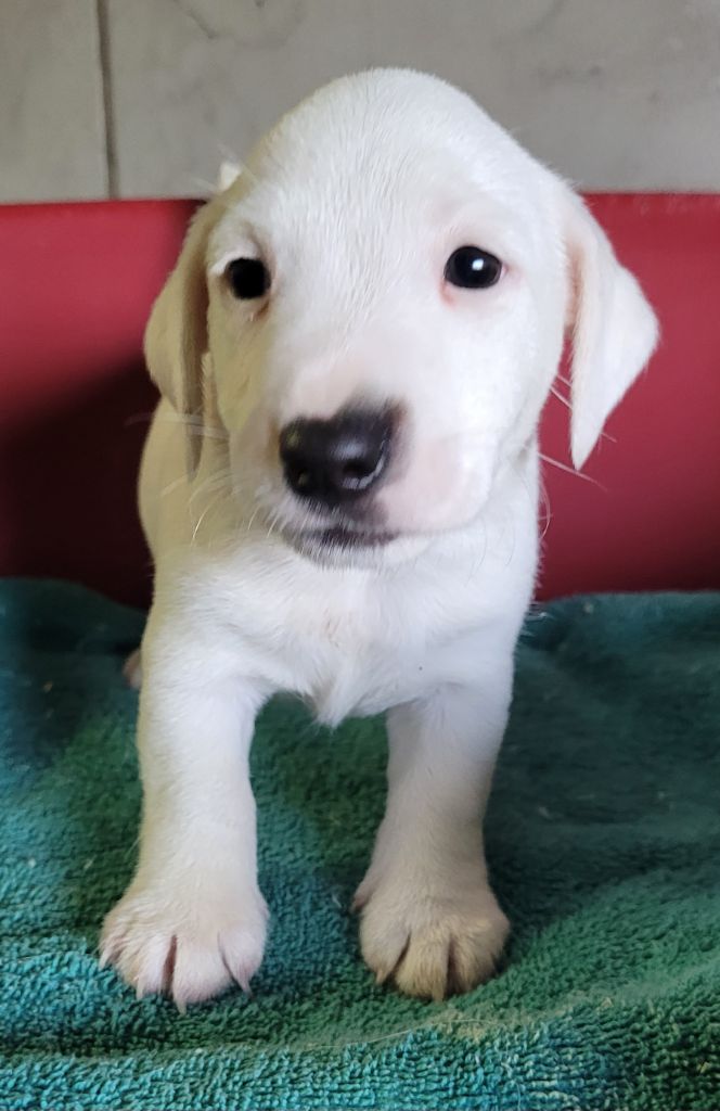 Des marais de courmont - Chiots disponibles - Jack Russell Terrier