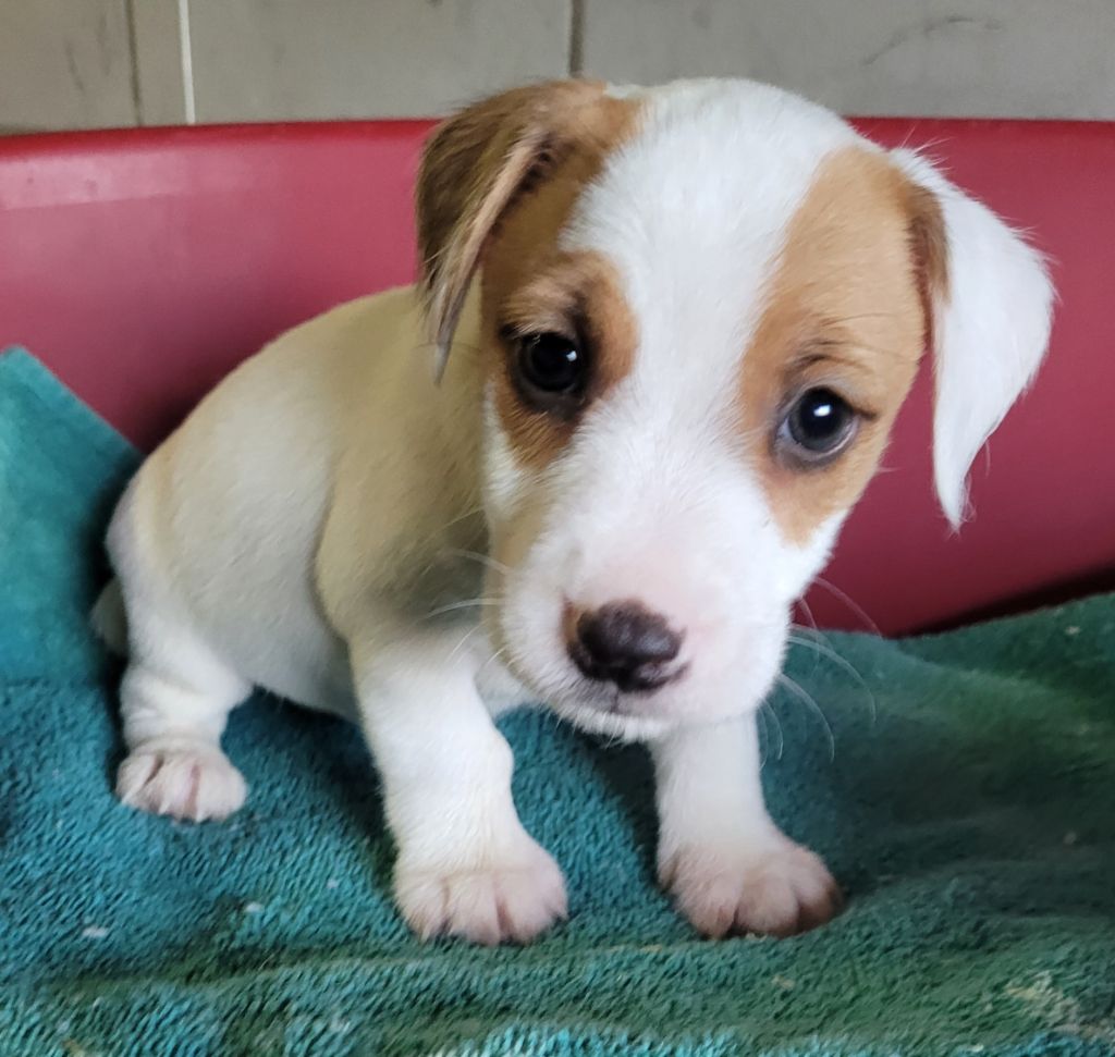 Des marais de courmont - Chiots disponibles - Jack Russell Terrier