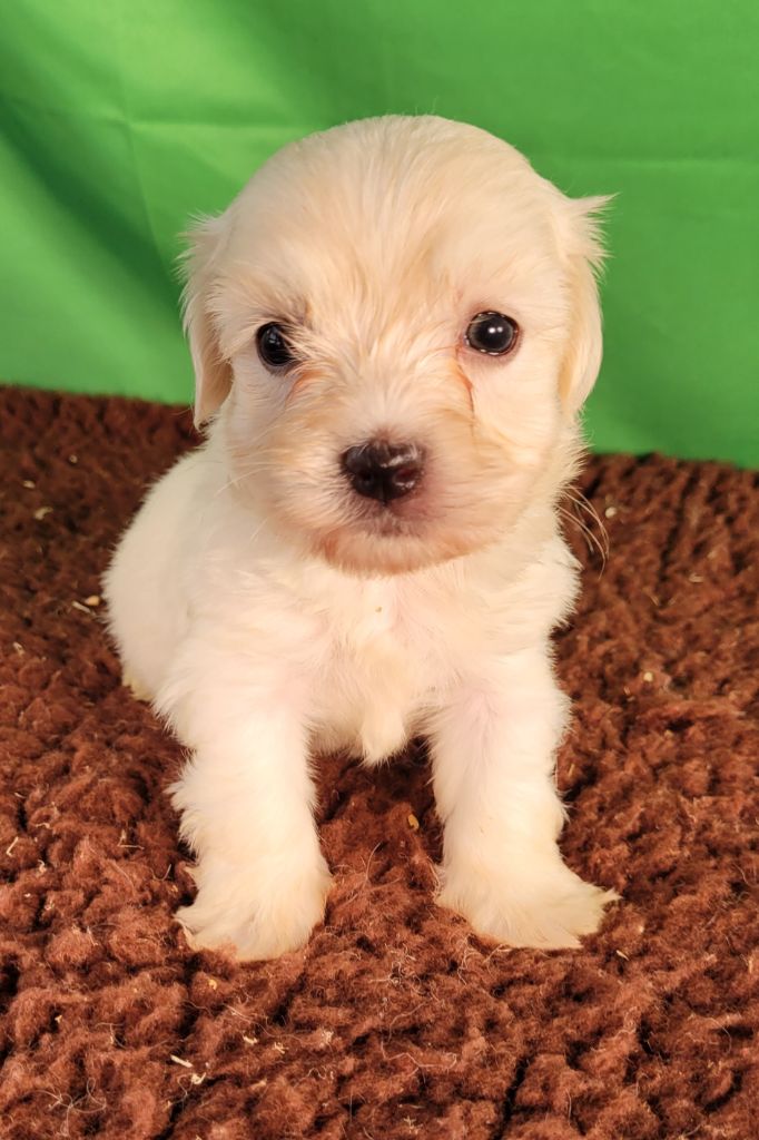 Des marais de courmont - Chiots disponibles - Coton de Tulear