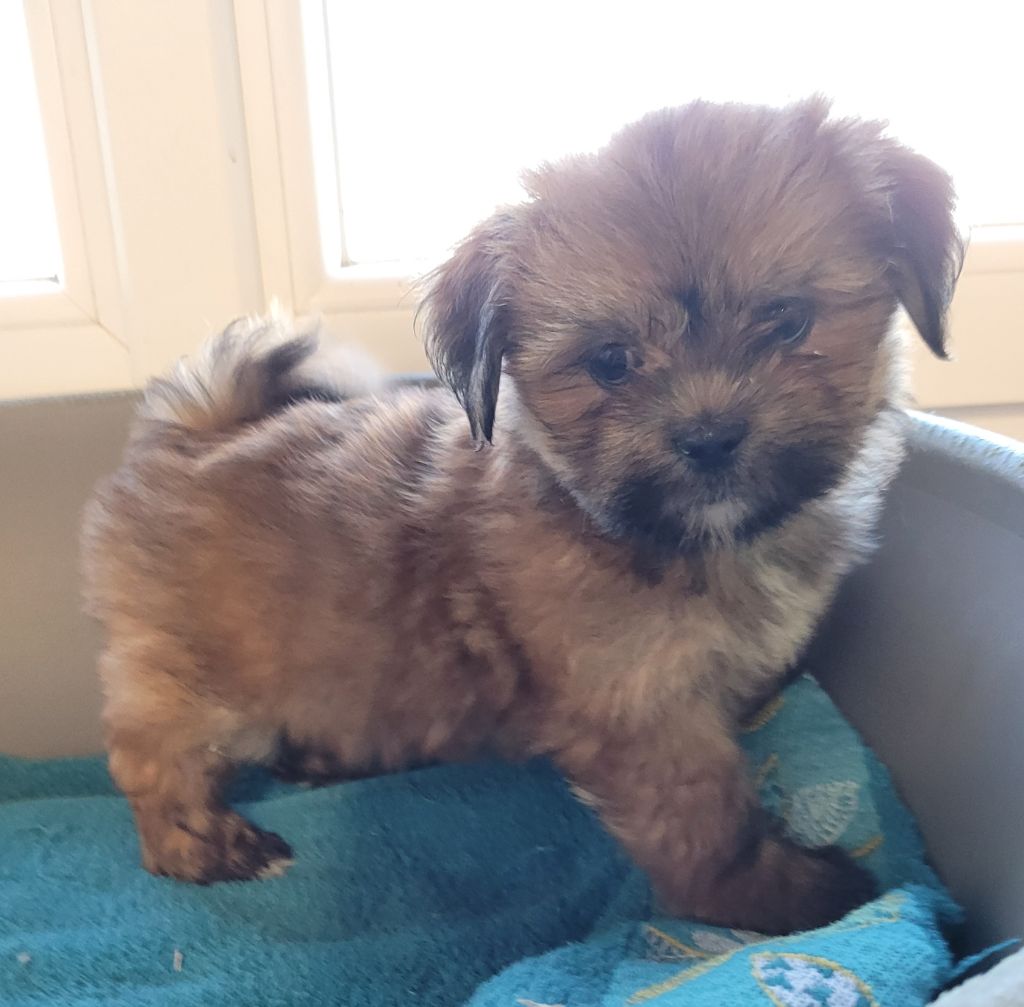 Des marais de courmont - Lhassa Apso - Portée née le 15/09/2025