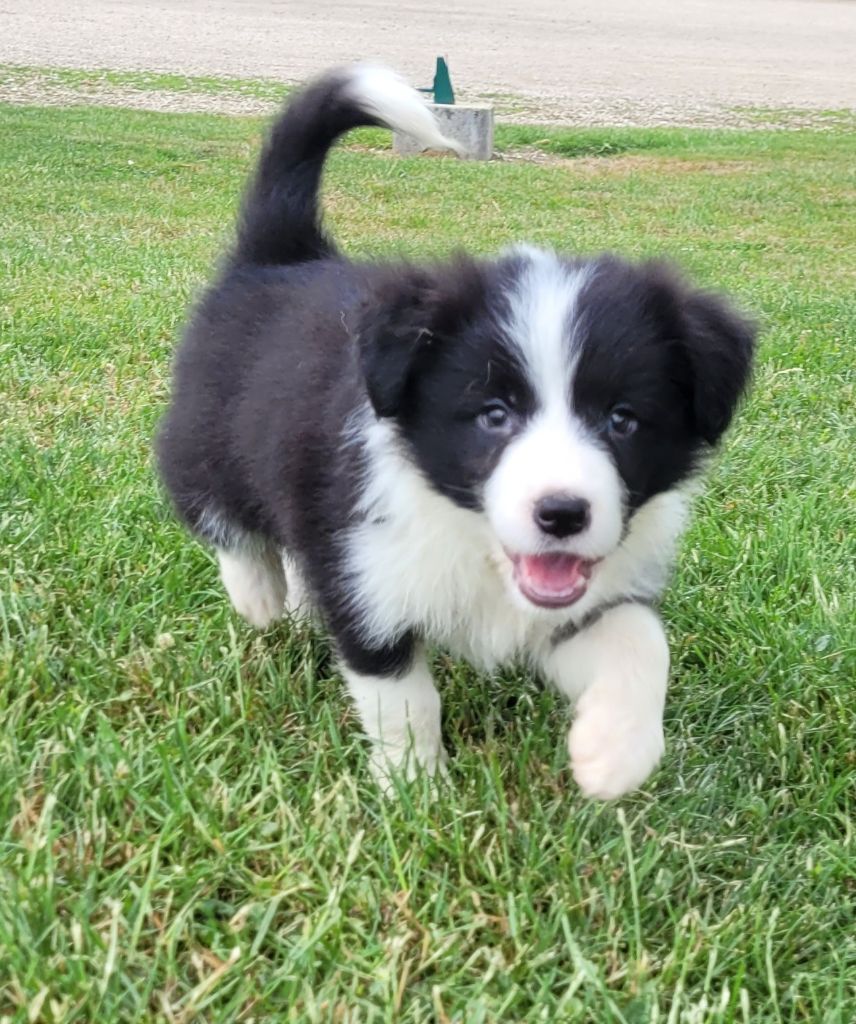 Des marais de courmont - Chiots disponibles - Border Collie