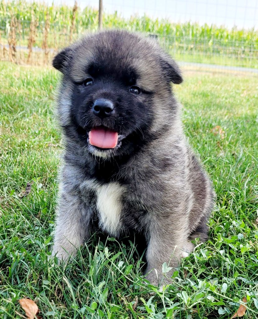 Des marais de courmont - Chiots disponibles - Akita americain