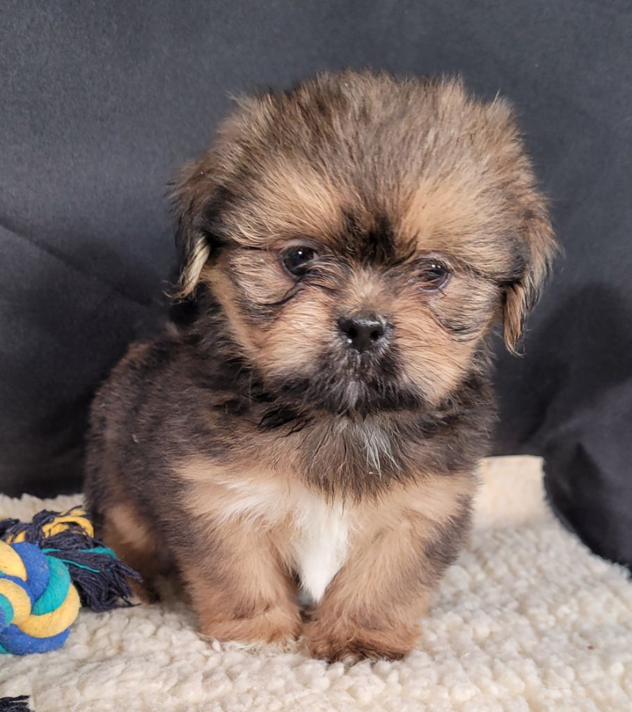Des marais de courmont - Chiots disponibles - Lhassa Apso