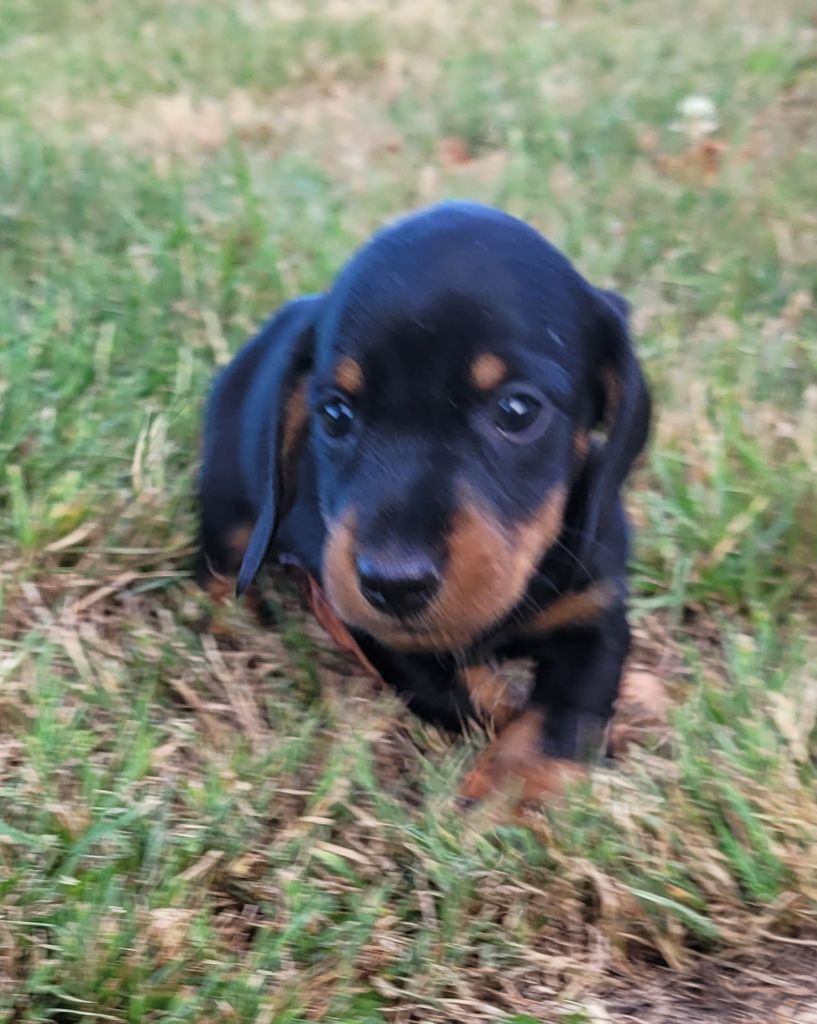 Des marais de courmont - Chiots disponibles - Teckel poil dur