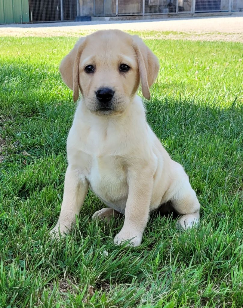 Des marais de courmont - Chiots disponibles - Labrador Retriever
