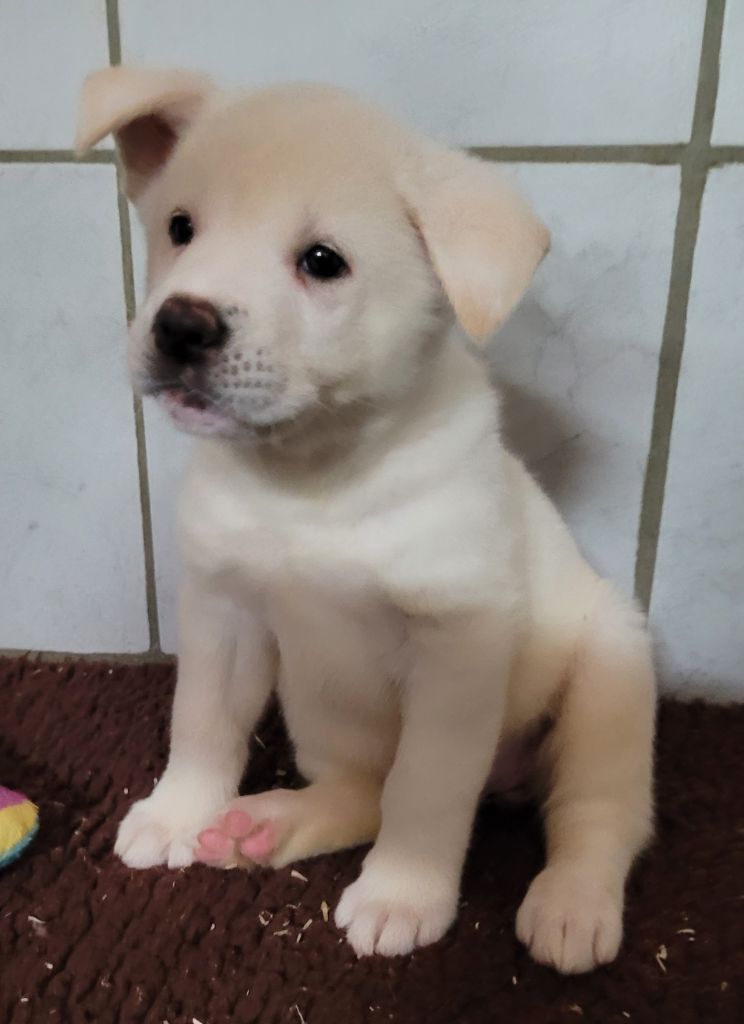 Des marais de courmont - Chiots disponibles - Akita americain