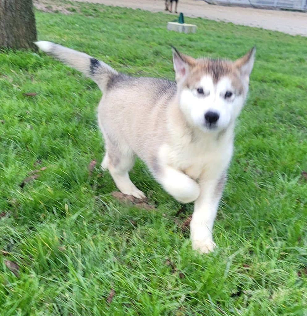 Des marais de courmont - Chiots disponibles - Alaskan Malamute