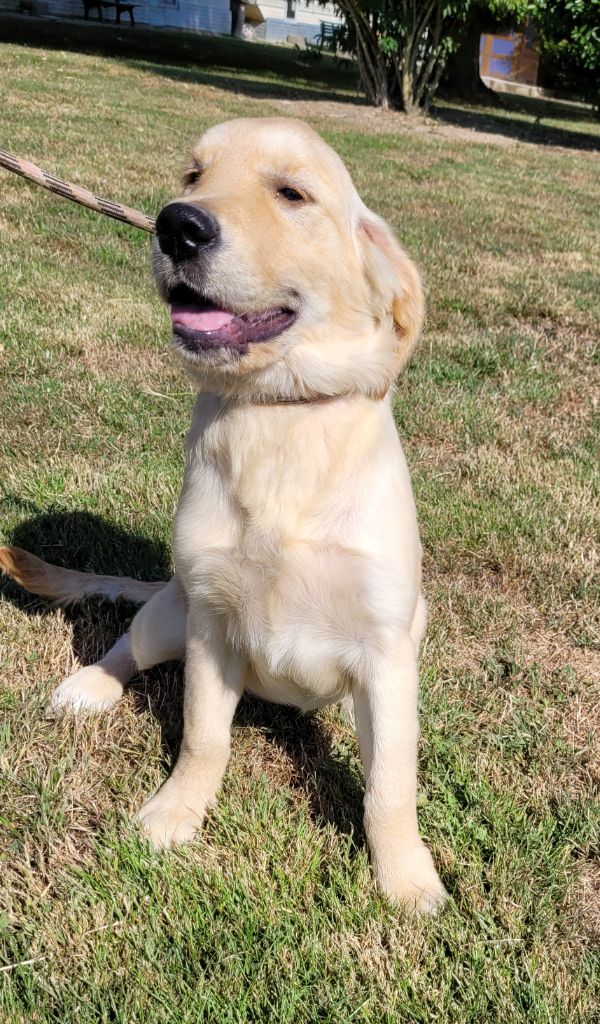 Des marais de courmont - Chiots disponibles - Golden Retriever