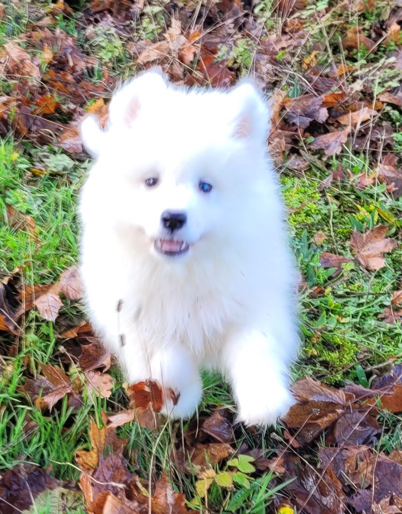 Des marais de courmont - Chiots disponibles - Samoyède