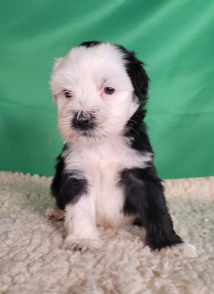 Des marais de courmont - Chiots disponibles - Terrier Tibetain