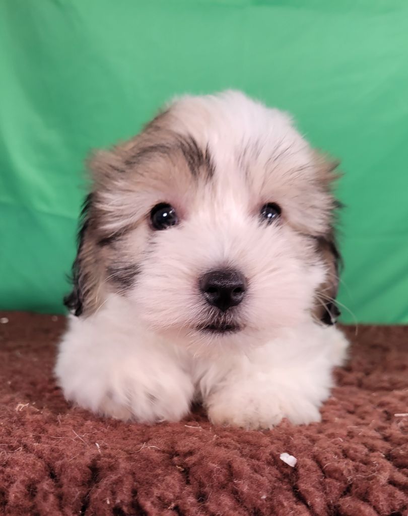 Des marais de courmont - Chiots disponibles - Coton de Tulear