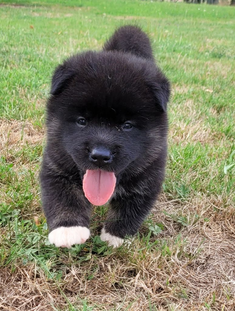 Des marais de courmont - Chiots disponibles - Akita americain