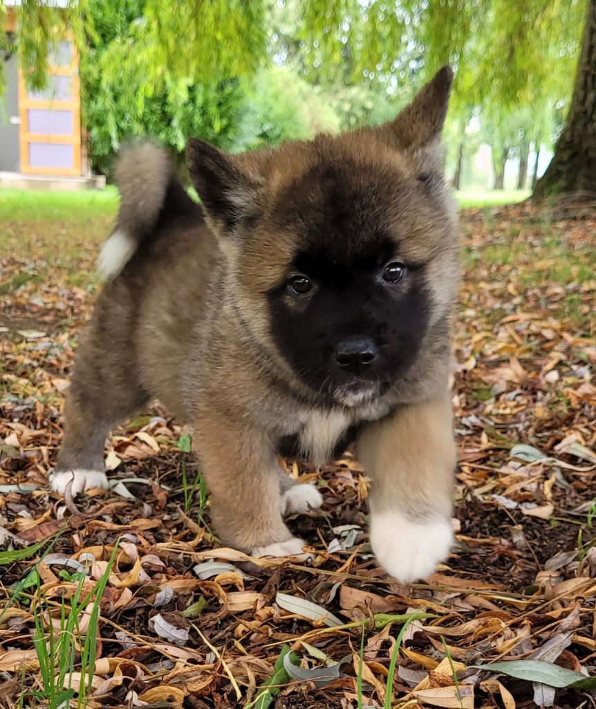 Des marais de courmont - Chiots disponibles - Akita americain