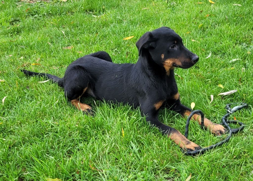 Des marais de courmont - Chiots disponibles - Berger de Beauce