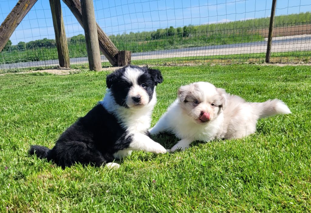 Chiot Border Collie Des marais de courmont