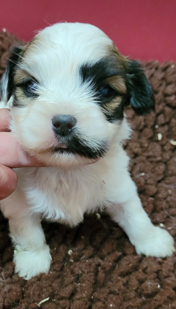 Des marais de courmont - Chiots disponibles - Coton de Tulear