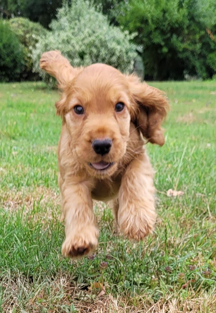 Des marais de courmont - Chiots disponibles - Cocker Spaniel Anglais