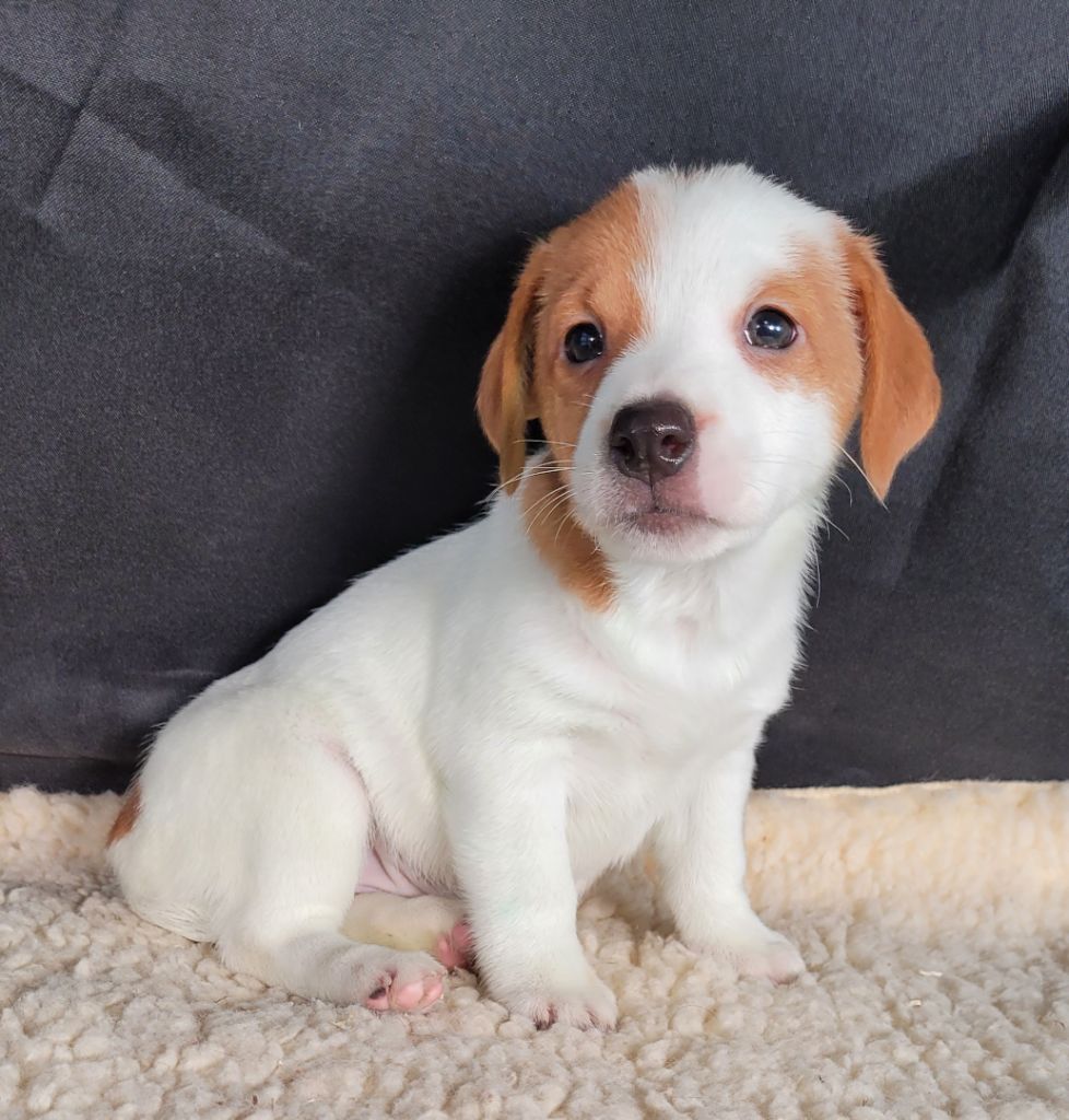 Des marais de courmont - Chiots disponibles - Jack Russell Terrier