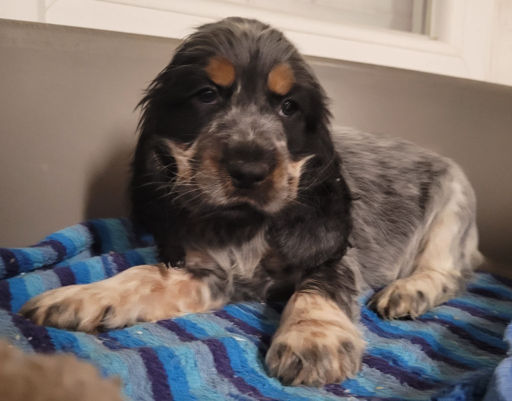 Des marais de courmont - Chiots disponibles - Cocker Spaniel Anglais