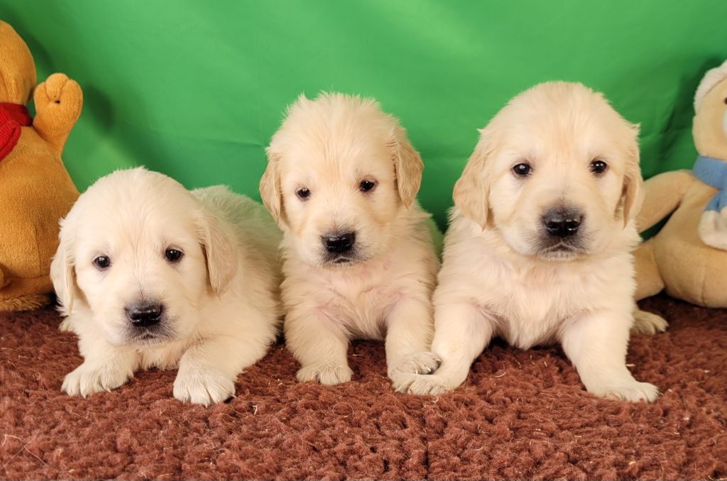 Des marais de courmont - Chiots disponibles - Golden Retriever